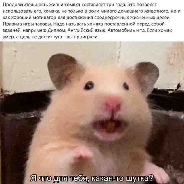 Баянисто-небаянистый юмор 31.01.22