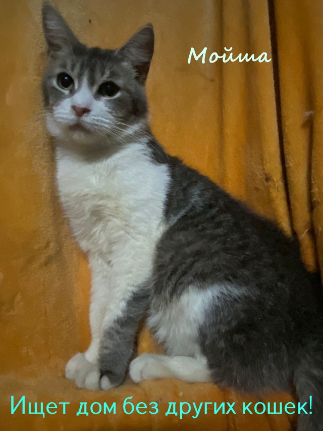 Жизнь домашнего приюта "Котоленд" 325