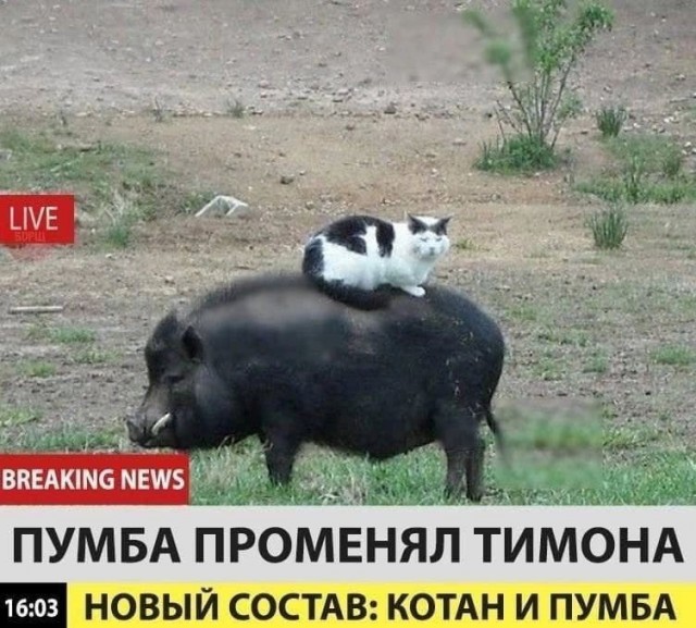 Дурацкие картинки