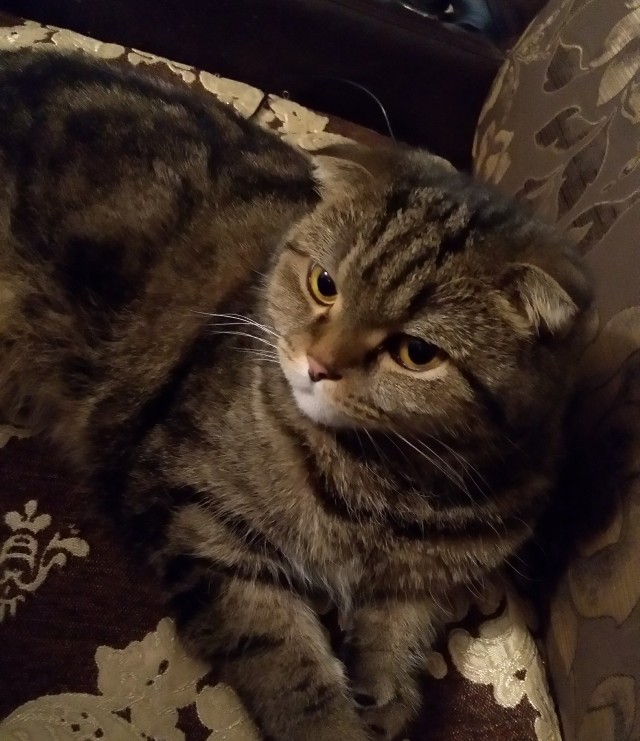 А что это мы котовторник не начинаем? Время пришло!