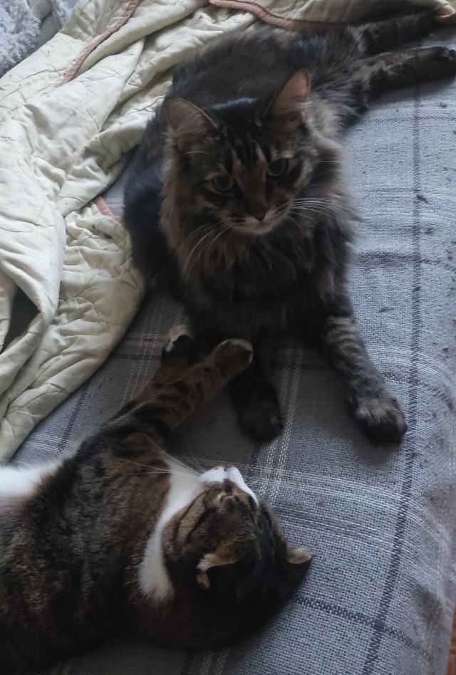 Котознатоки и котолюбители, созываю совет