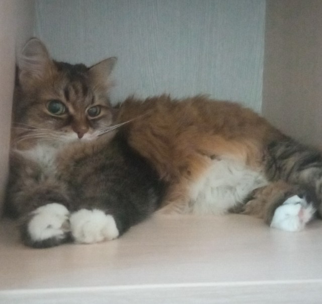 Котовторник вроде.