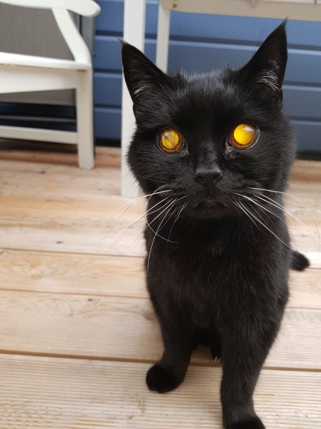 16 неожиданностей, которые преподнёс мир, доказав, что всё удивительное происходит у нас под носом