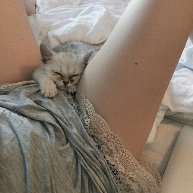 Кисковторник для взрослых