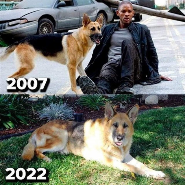 Овчарке из фильма "Я-легенда" 18 лет