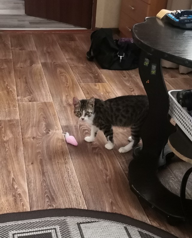 Вот и дочь стала рабом (котовторнику посвещается)