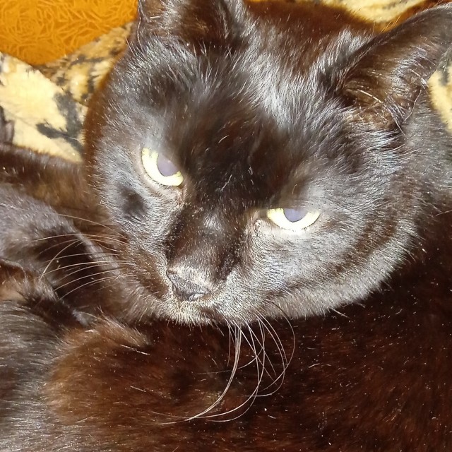 Уличный котей - 1, домашний котей +1