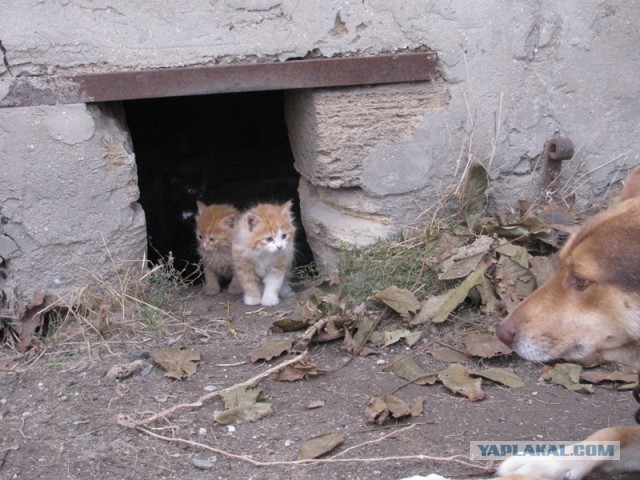 Детство и юность Васьки.