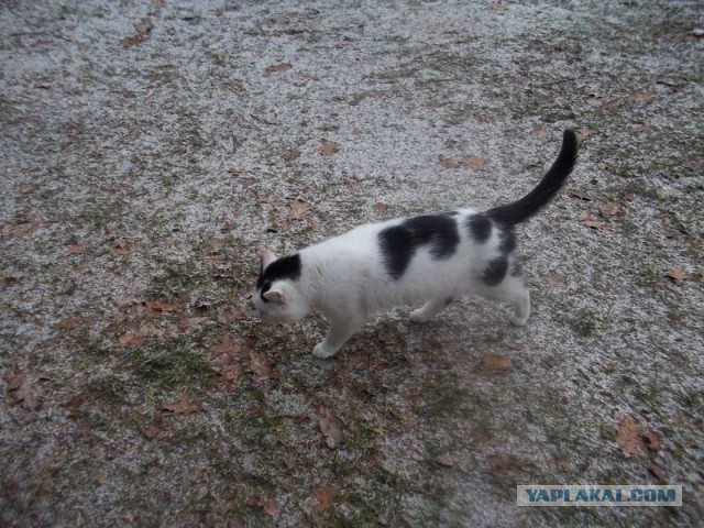 Жизнь домашнего приюта для котеек 428