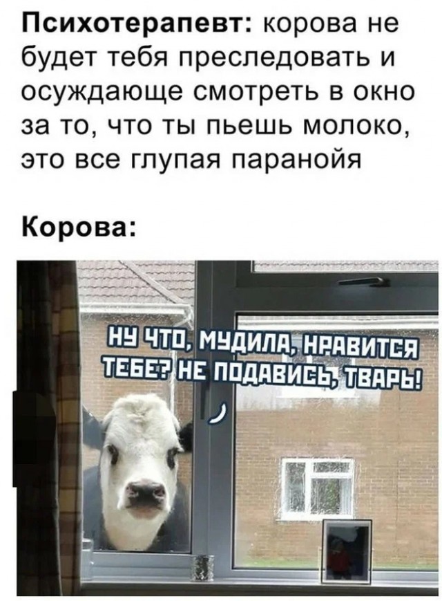 Факты про коров, коллеги