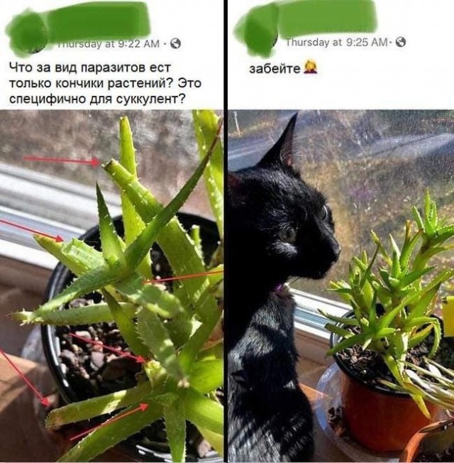 Котокартинки