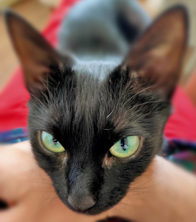 Новый хозяин