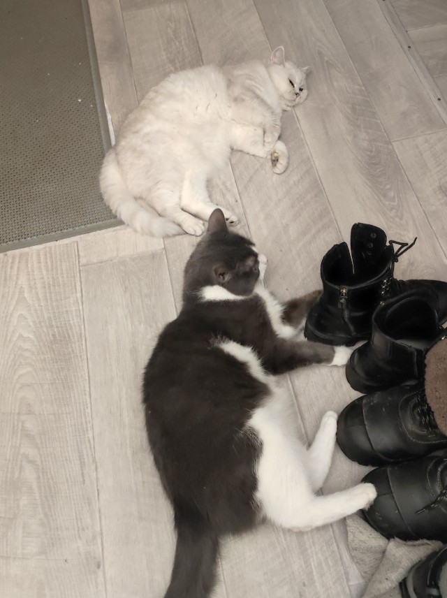 Котовторник 09.04.24