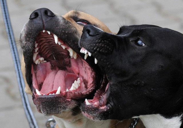 Собаки растерзали пьяного хозяина на подмосковной даче: отгрызли гениталии