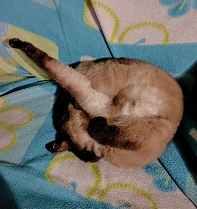 Принимайте в собратья, которабы