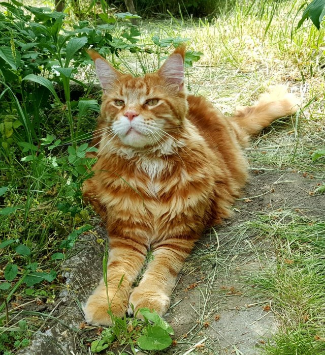 Мэйн-кун!  Котовторнику посвещается!