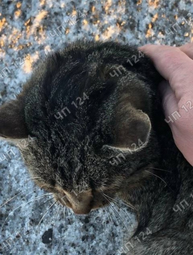 Кота выбросили на трассе Красноярск-Канск