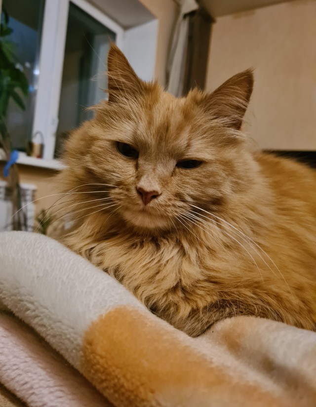 Кот с человеческим лицом.