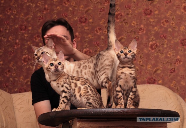 О бенгальских котах на наглядном примере