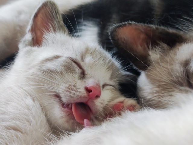 Тёплое, лаповое к котовторнику.