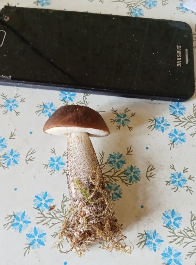 Грибы пошли,опять .