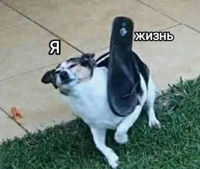 Весёлый полтишок 13.07.25