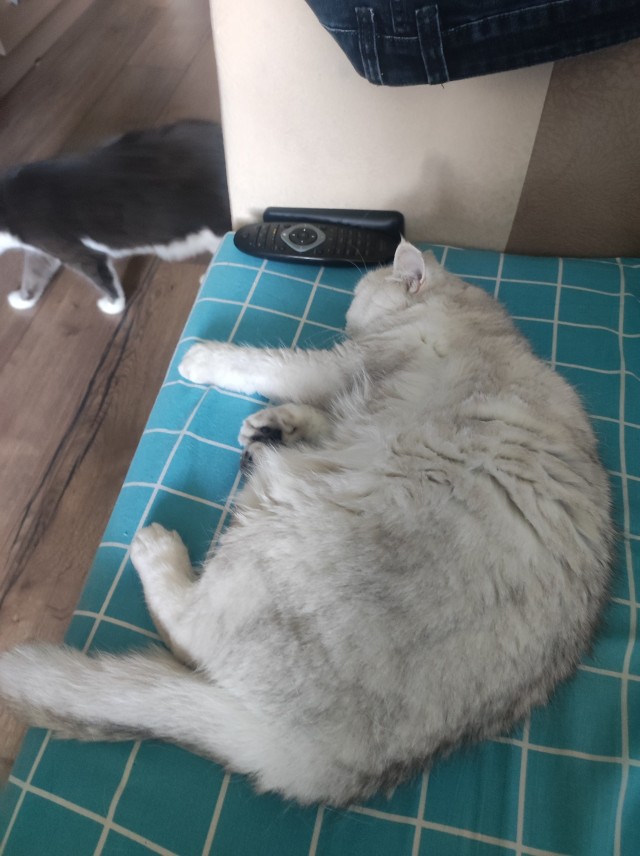 Вас кошки лечат?