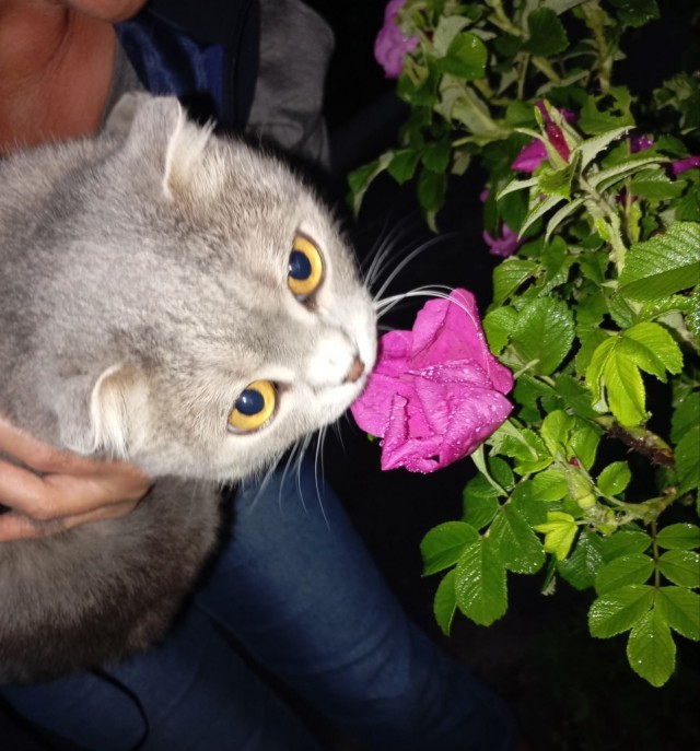 Котовторник.Наши модели