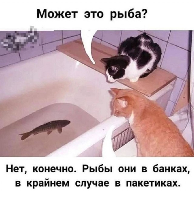 Так себе картинки 10.02.26