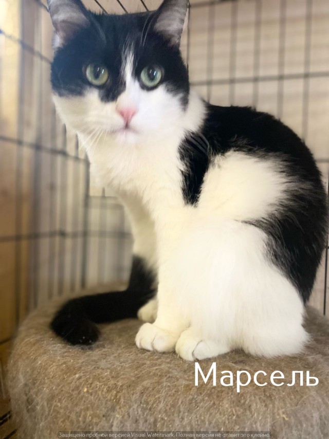 Жизнь домашнего приюта "Котоленд" 534