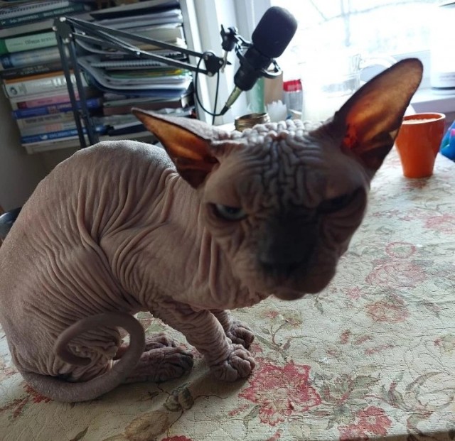 К котовторнику делюсь
