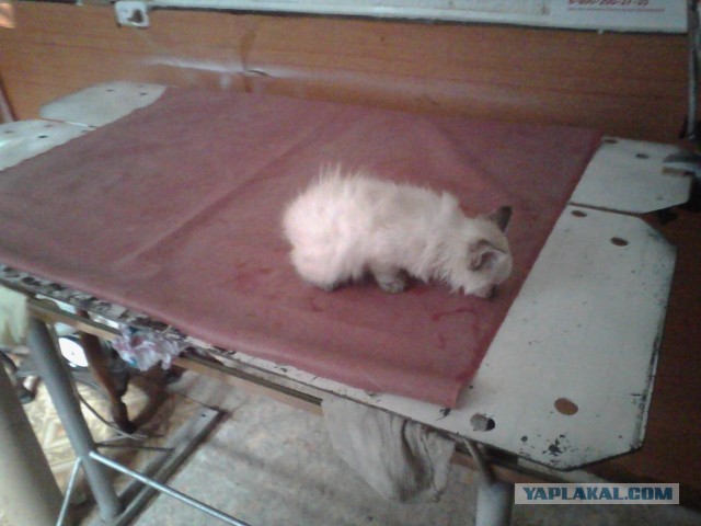 Котовторник 23.07.2013