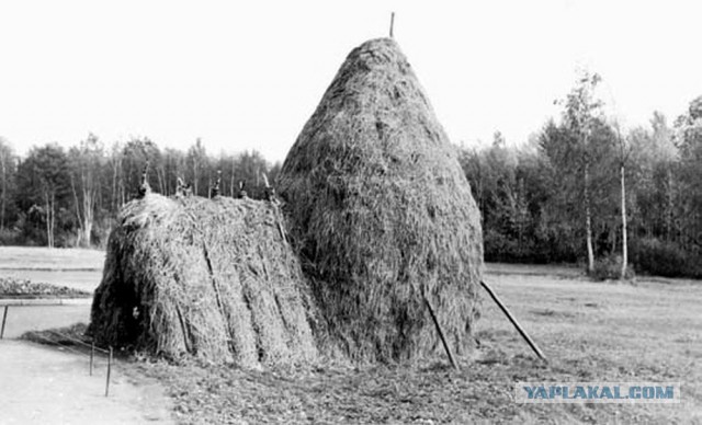 А давно ли вы, друзья, строили шалаш?