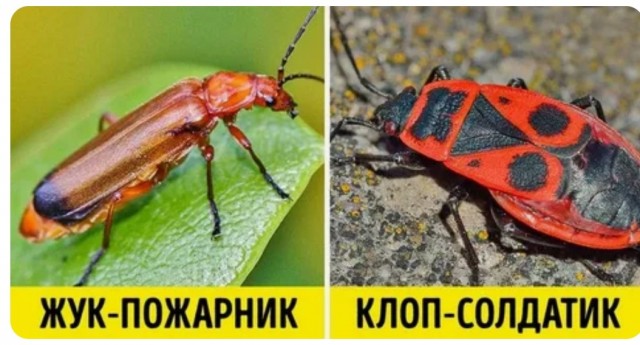 Варвары