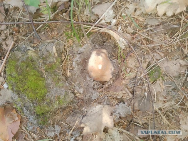Жизнь домашнего приюта для котеек 580