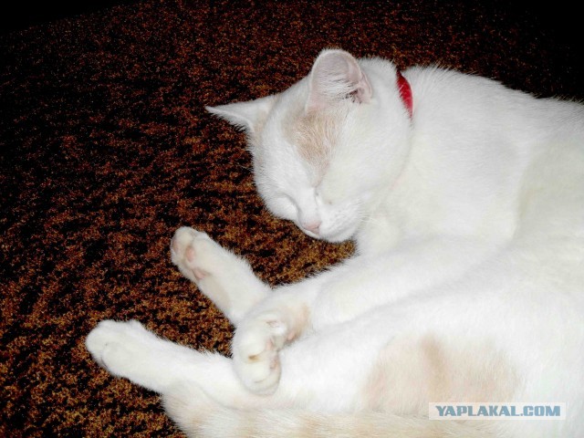 Котовторник 17.09.2013