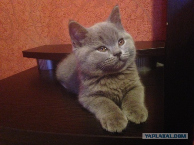 Котовторник 04.03.2014