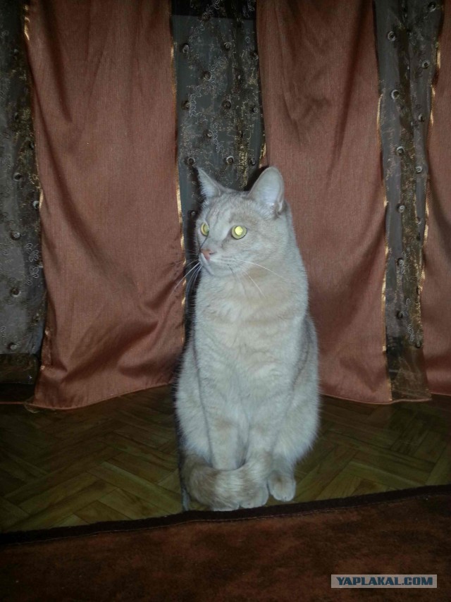 С Котовторником!