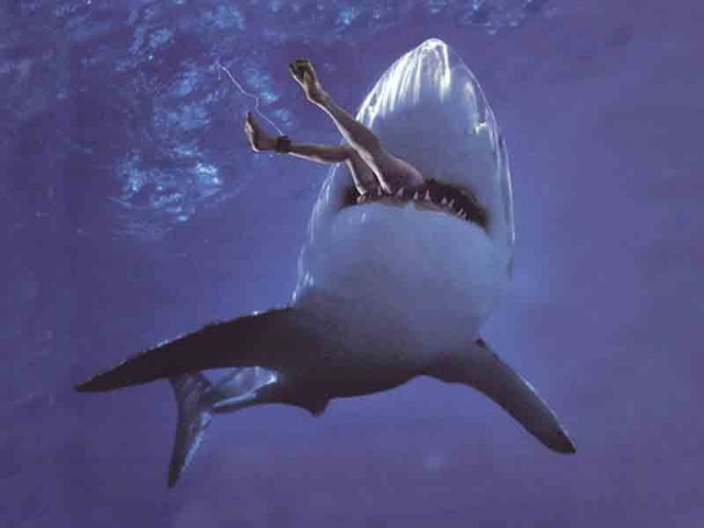 Инструкция "как отогнать акулу"