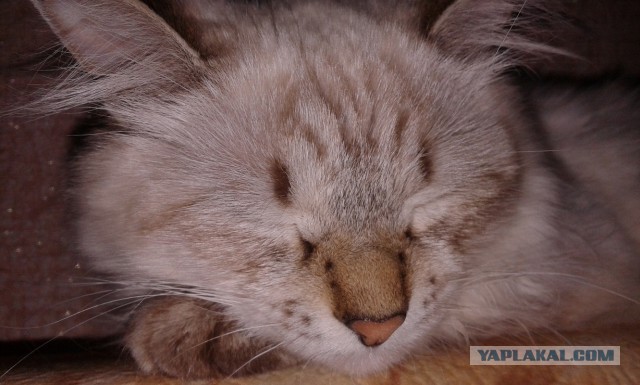 Котовторник 27.5.2014