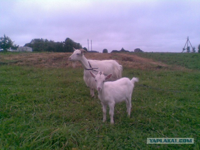 Мои грибочки...
