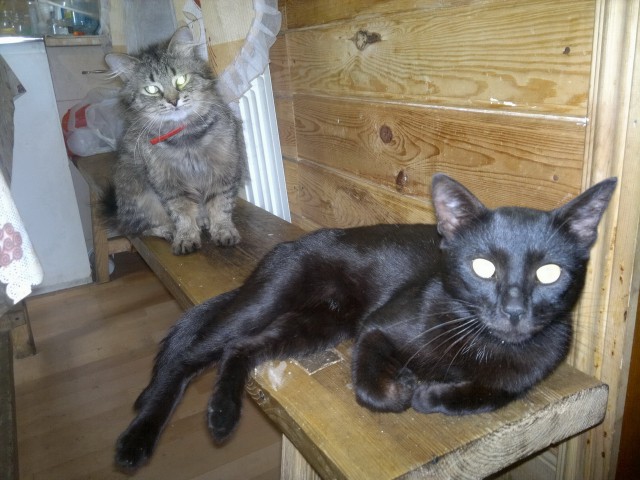 Котовторник 09.09.2014