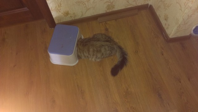 Котовторник 21.10.2014