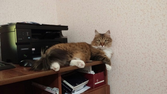 Котовторник