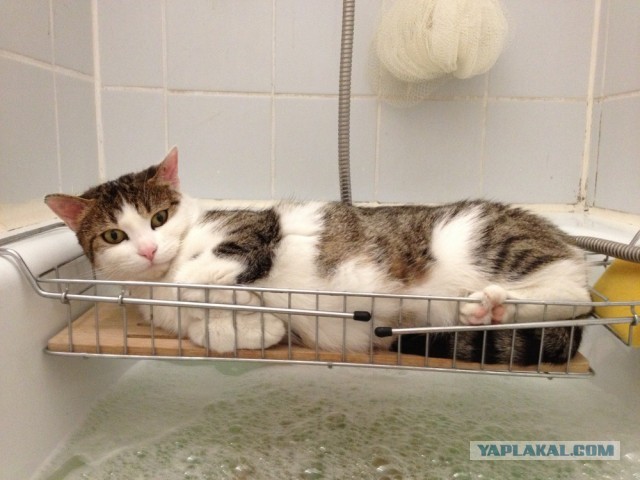 Котовторник 12.03.13