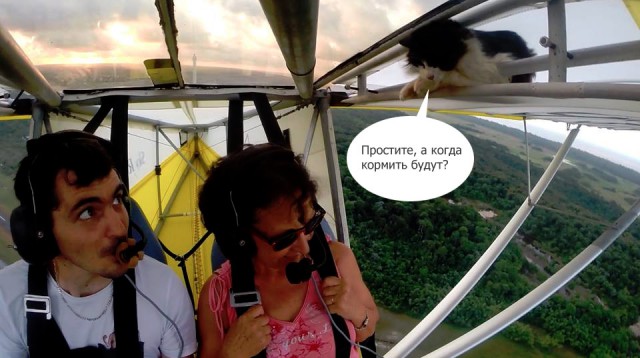 Перед полетом уберите кота.