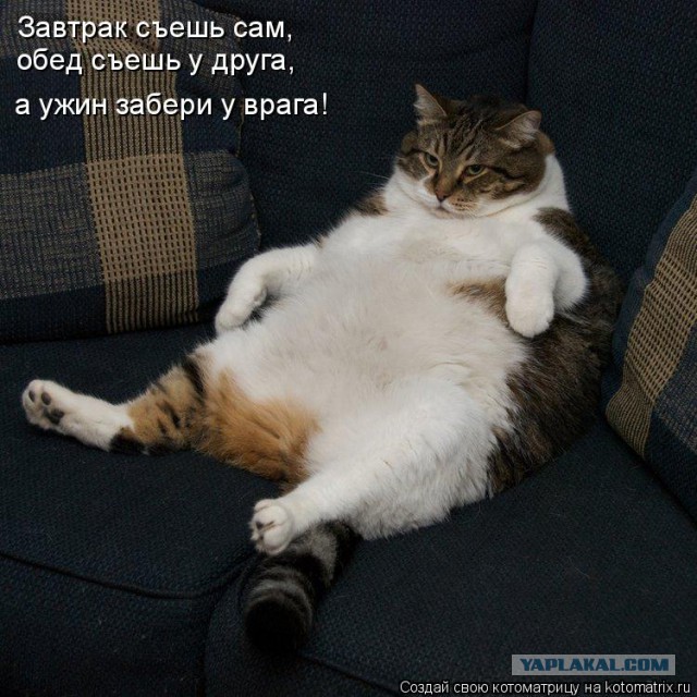 Прикольные коты