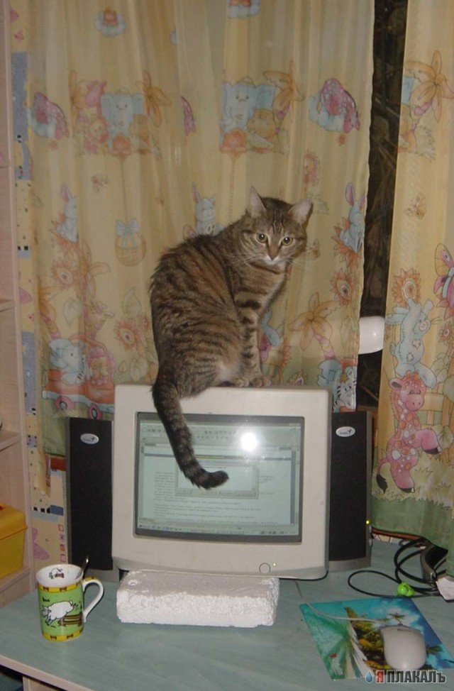 Коты, кошки, котята