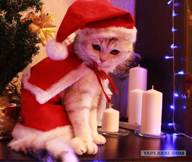 Котовторник