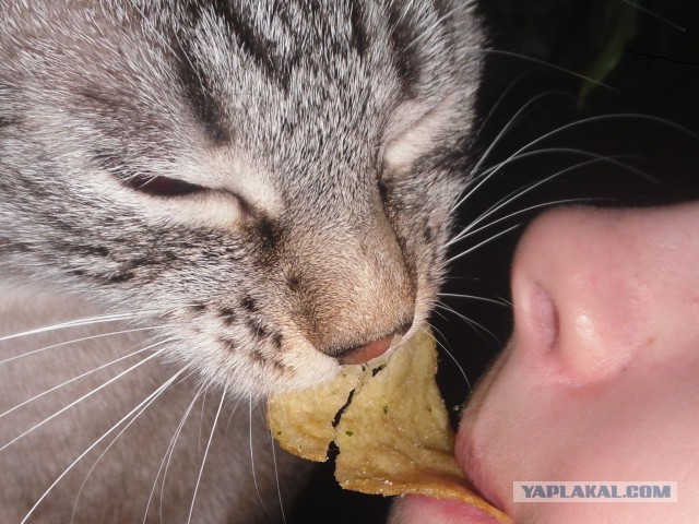 Подборка животных, которых застали за трапезой